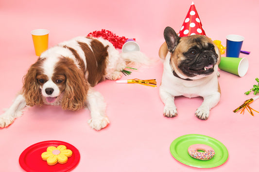 Pawsitively Perfect: How to Throw a Birthday Party for Your Dog