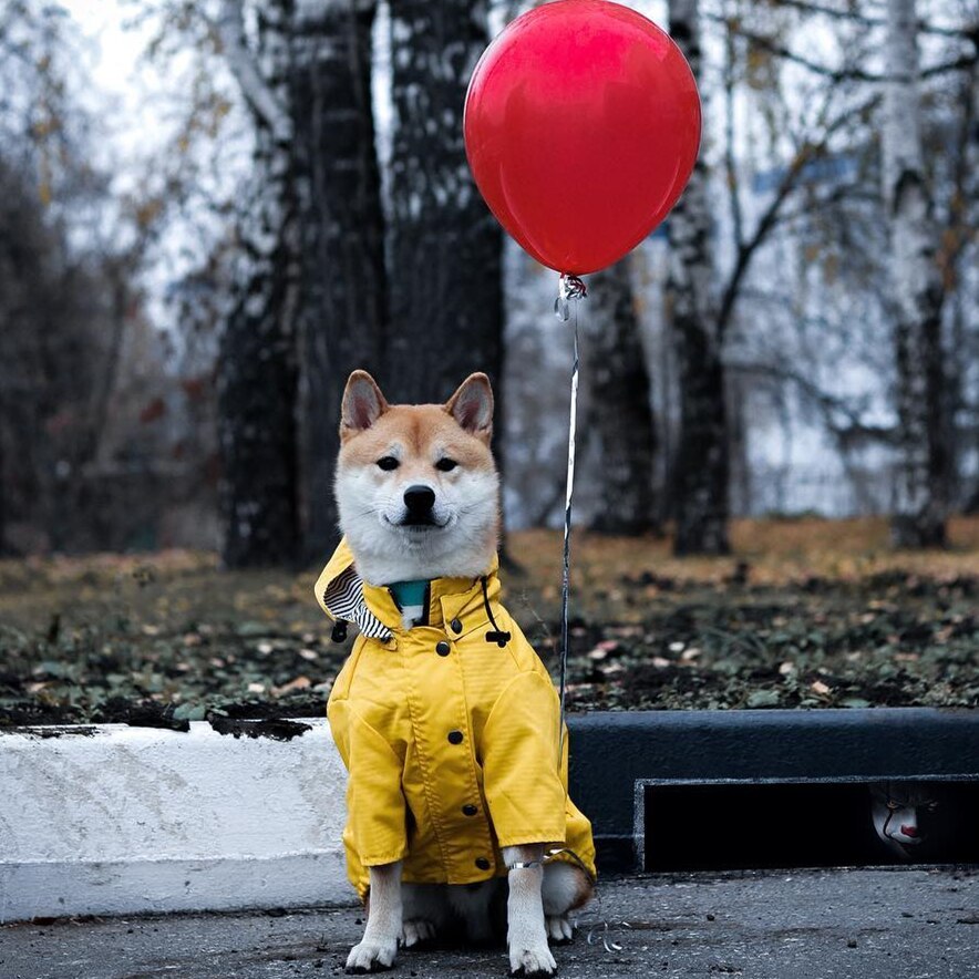 Dog Rain Jacket - Waterproof Pet Clothes for Rainy Walks