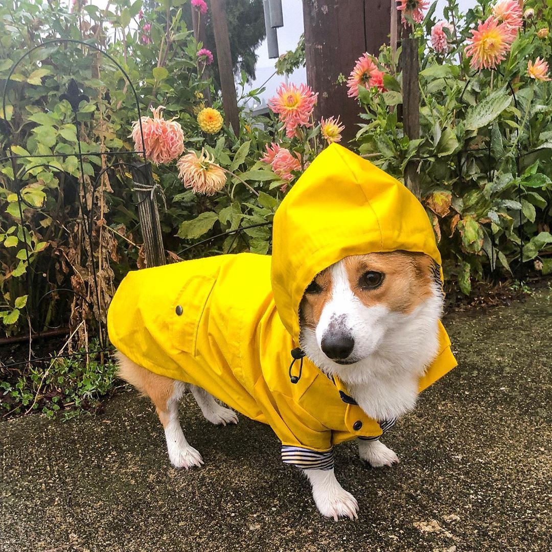 Dog Rain Jacket - Waterproof Pet Clothes for Rainy Walks